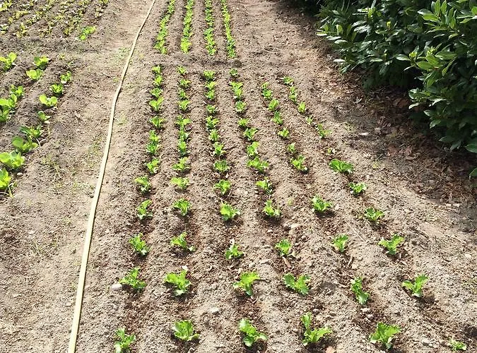 San Francesco 4* Форио