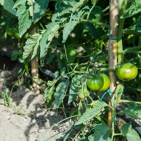 호텔 San Francesco Forio di Ischia